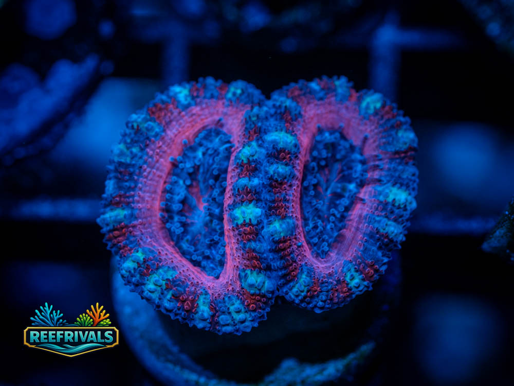 Pinky and the Brain Acan WYSIWYG coral image | ReefRivals Pinky and the Brain Acan coral image from ReefRivals, listed as Acan Lordhowensis and Acans