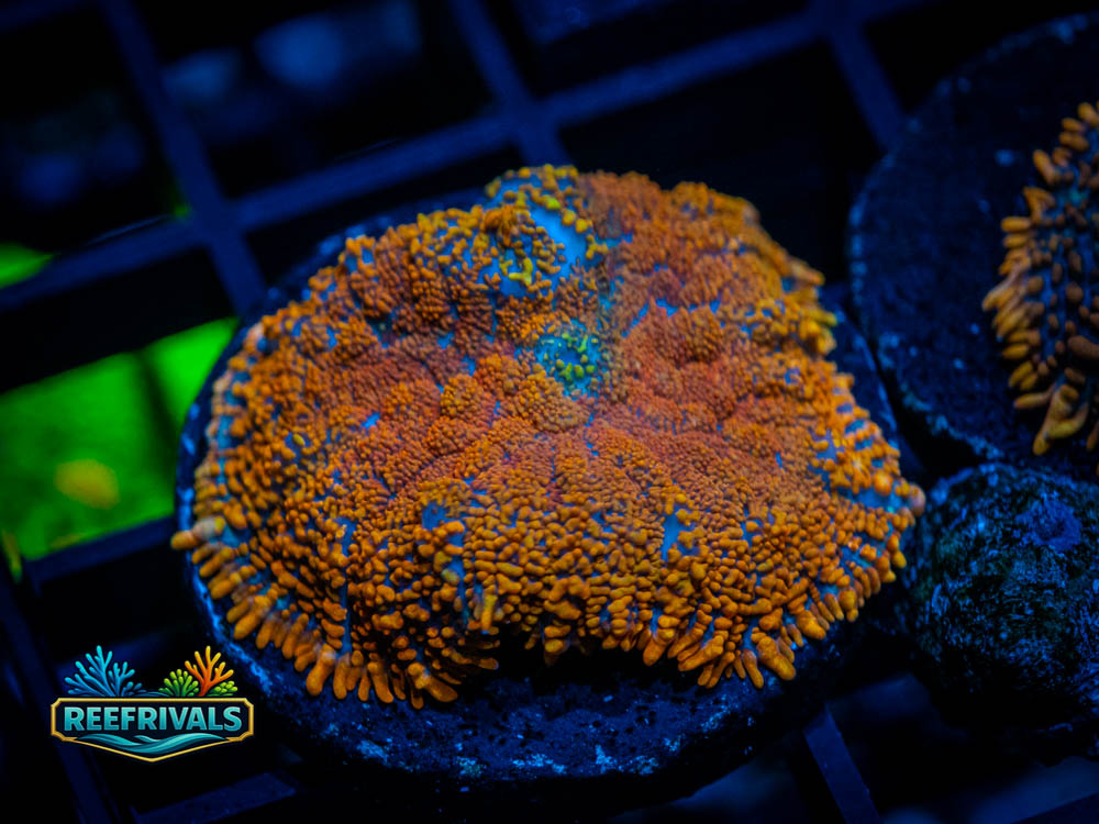 RVL Forest Fire Disco coral image from ReefRivals, listed as Discoma sp and LPS Fleshy