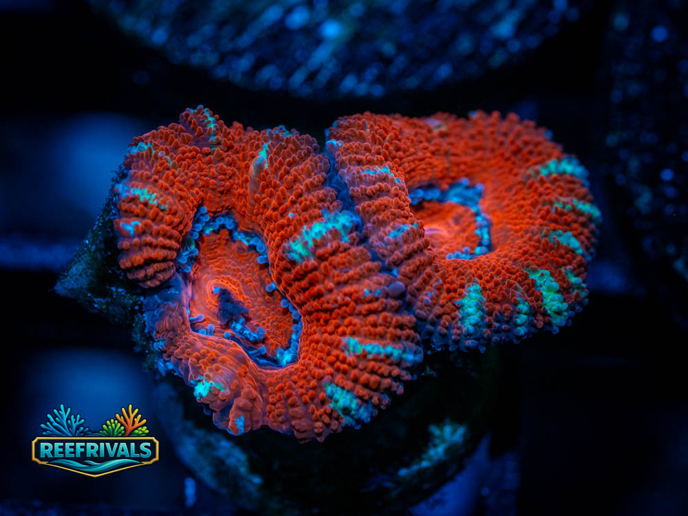 RVL Lavaflow Acan coral image from ReefRivals, listed as Unknown sp. and Acans
