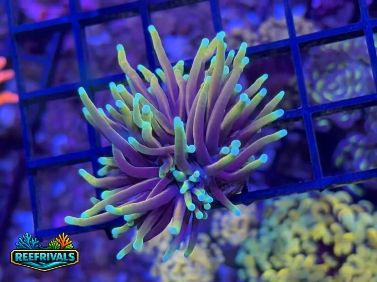 RVL Golden Sunset Torch WYSIWYG coral image | ReefRivals RVL Golden Sunset Torch coral image from ReefRivals, listed as Euphyllia sp. and Torches