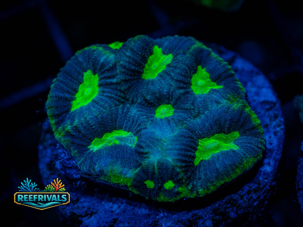 RVL Souls Like Favia coral image from ReefRivals, listed as Favia sp. and Favias