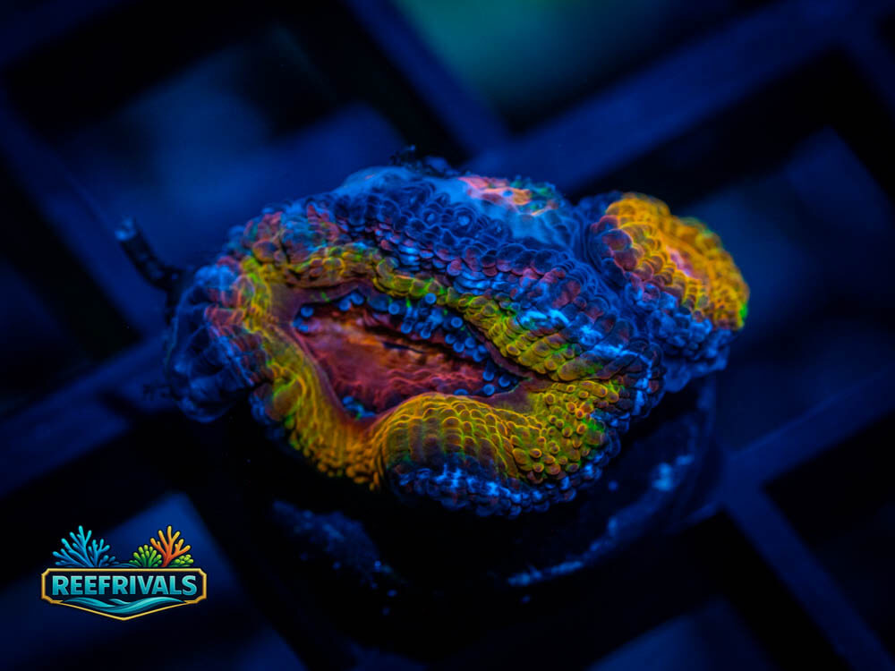 RVL Flintstones Acan coral image from ReefRivals, listed as Acan Lordhowensis and Acans
