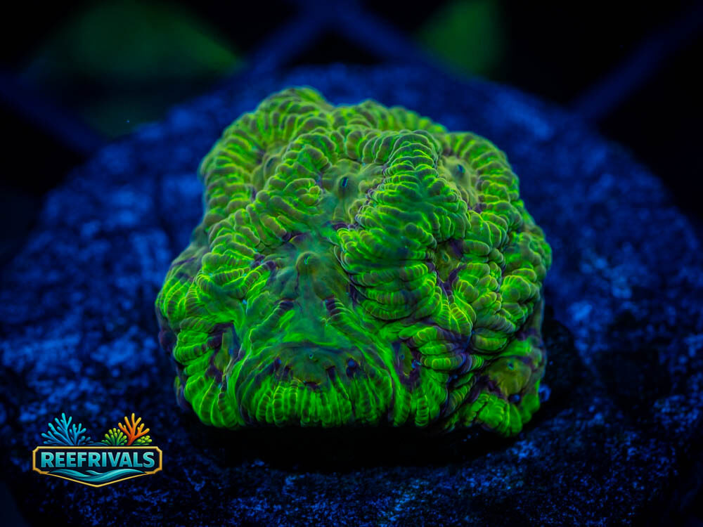 TSA Big Bang Favia WYSIWYG coral image | ReefRivals TSA Big Bang Favia coral image from ReefRivals, listed as Favia sp. and Favias