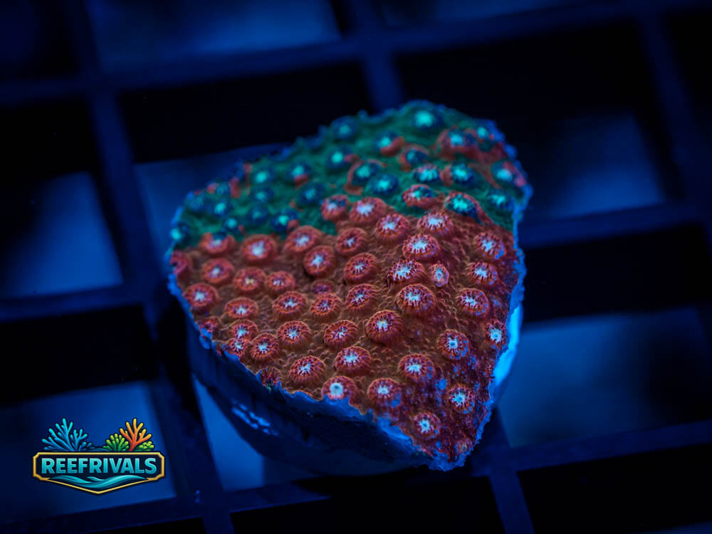 JF Fender Bender coral image from ReefRivals, listed as Cyphastrea sp. and Encrusting