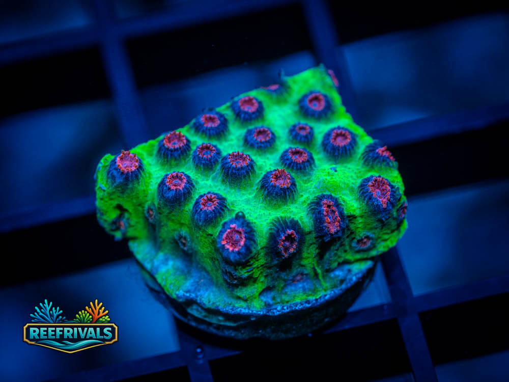 IJAM Alien Pox WYSIWYG coral image | ReefRivals IJAM Alien Pox coral image from ReefRivals, listed as Cyphastrea sp. and Encrusting