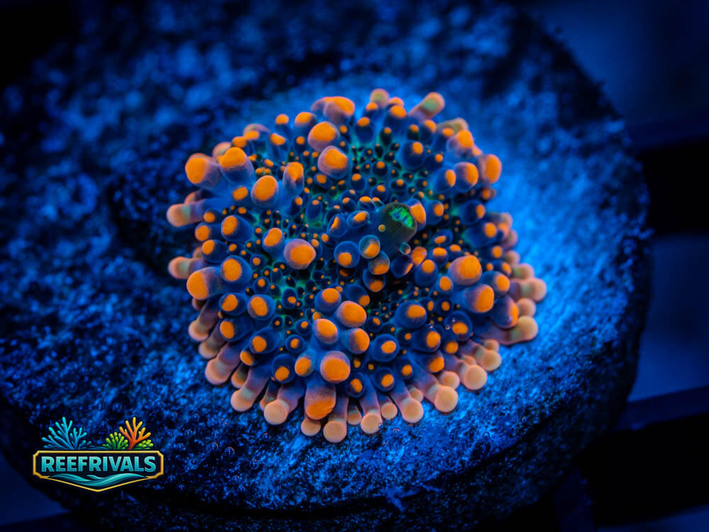 IJAM "Who Knows" Yuma WYSIWYG coral image | ReefRivals IJAM "Who Knows" Yuma coral image from ReefRivals, listed as Ricordea yuma and Mushrooms