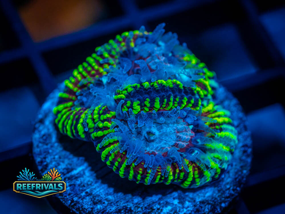IJAM Mayan Mayhem Favia coral image from ReefRivals, listed as Favia sp. and Favias