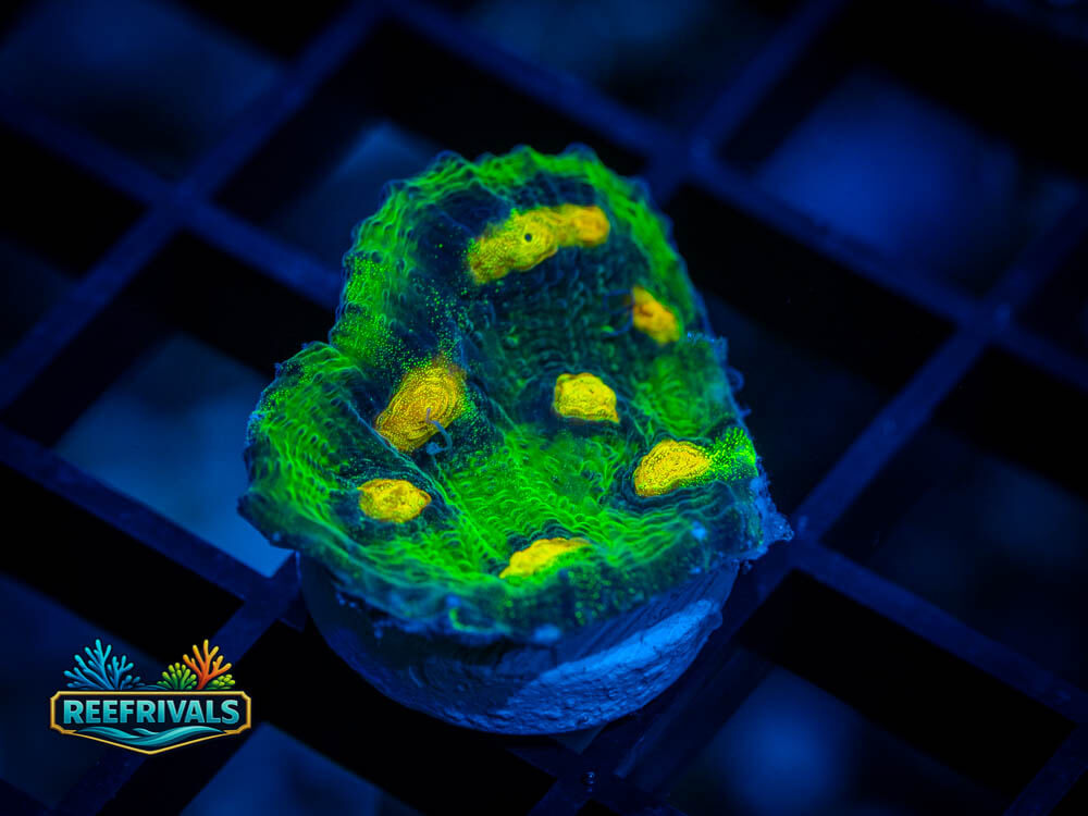 JF Raja Rampage Chalice WYSIWYG coral image | ReefRivals JF Raja Rampage Chalice coral image from ReefRivals, listed as Oxypora sp. and Chalices