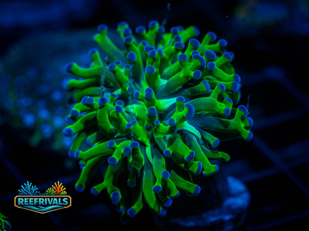 ARC Neon Frogspawn coral image from ReefRivals, listed as Euphyllia divisa and Frogspawn