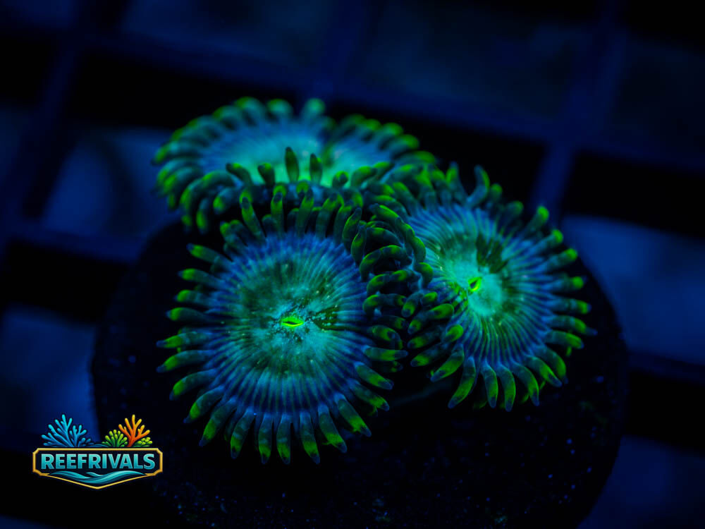 WWC Hawaiian Ding Dang WYSIWYG coral image | ReefRivals WWC Hawaiian Ding Dang coral image from ReefRivals, listed as Zoanthus sp. and Zoas