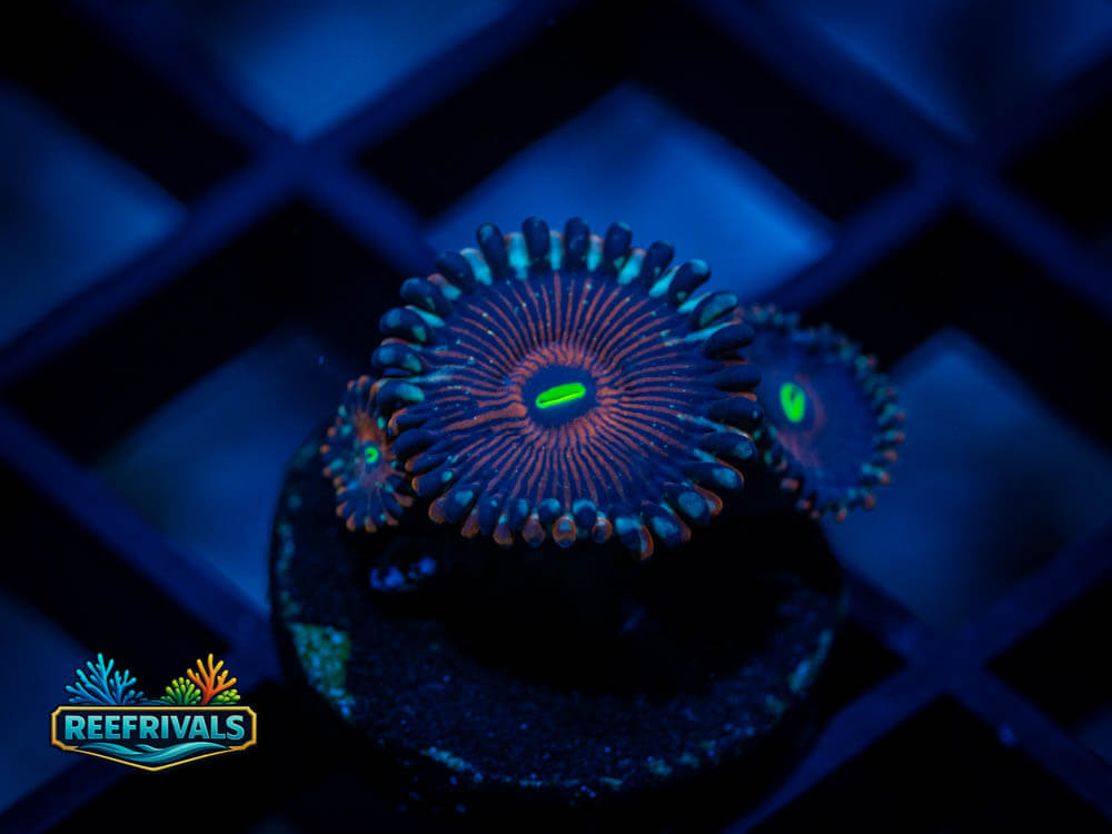 ECC Warlock Paly coral image from ReefRivals, listed as Palythoa sp. and Zoas