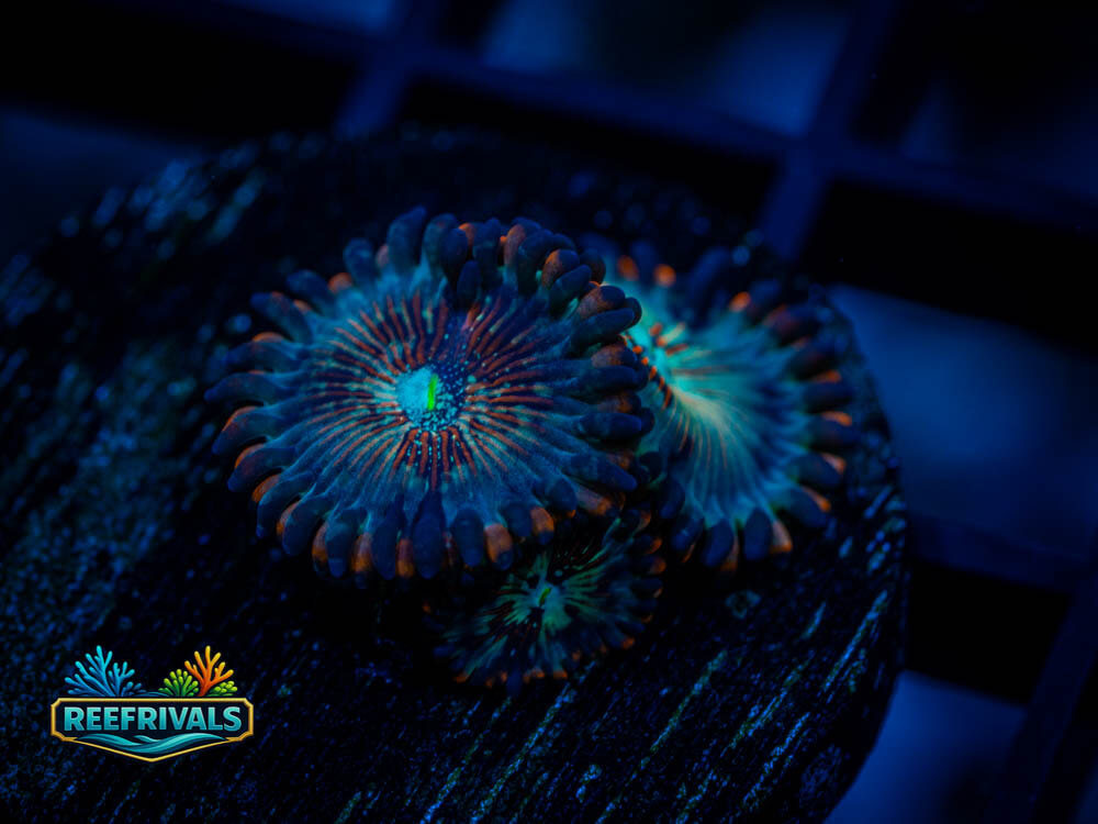 WWC White Zombie Zoa coral image from ReefRivals, listed as Zoanthus sp. and Zoas