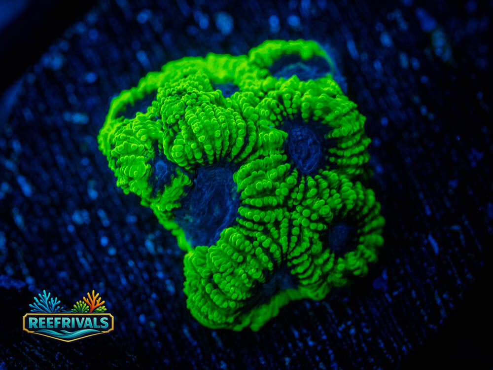 RVL Raptor's Peace Favia WYSIWYG coral image | ReefRivals RVL Raptor's Peace Favia coral image from ReefRivals, listed as Favia sp. and Favias