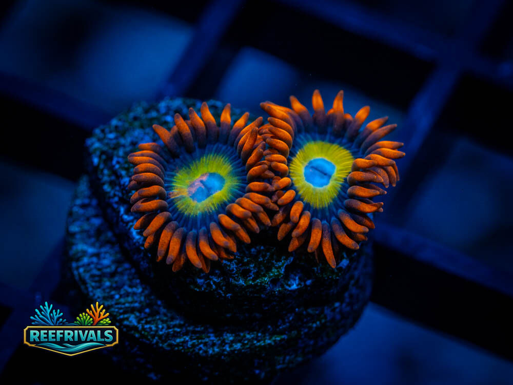 TSA Blue Eyed Blonde Zoa WYSIWYG coral image | ReefRivals TSA Blue Eyed Blonde Zoa coral image from ReefRivals, listed as Zoanthid sp. and Zoas