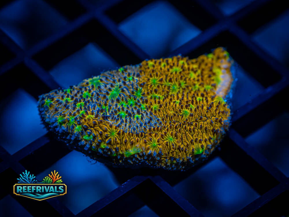 IJAM Split Decision Litho WYSIWYG coral image | ReefRivals IJAM Split Decision Litho coral image from ReefRivals, listed as Lithophyllon sp. and LPS Fleshy