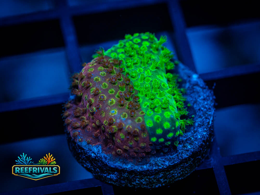 JF Candy Coated Stylo WYSIWYG coral image | ReefRivals JF Candy Coated Stylo coral image from ReefRivals, listed as Stylocoeniella sp. and LPS Fleshy
