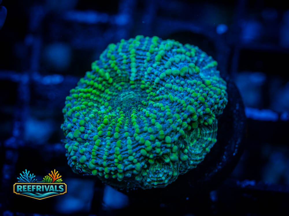 RVL Whirlpool Acan coral image from ReefRivals, listed as Acanthastrea echinata and Acans