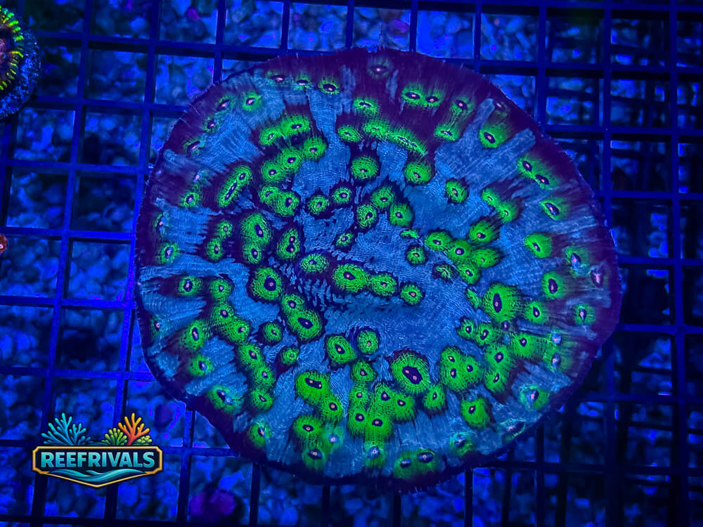 WWC Avatar Chalice coral image from ReefRivals, listed as Unknown sp. and Chalices