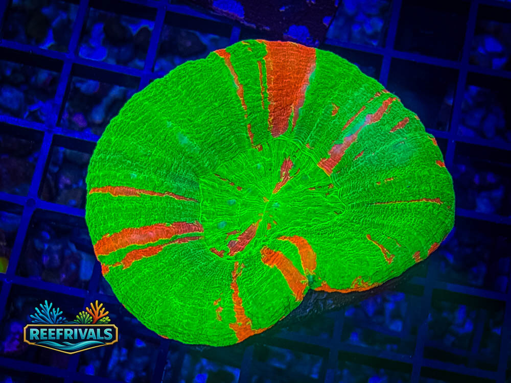 ECC Bleeding Apple Scoly coral image from ReefRivals, listed as Scolymia australis and LPS Fleshy