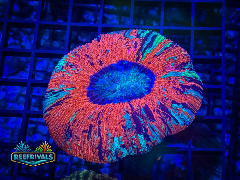 RVL War Paint Cynarina WYSIWYG coral image | ReefRivals RVL War Paint Cynarina coral image from ReefRivals, listed as Cynarina sp. and LPS Fleshy