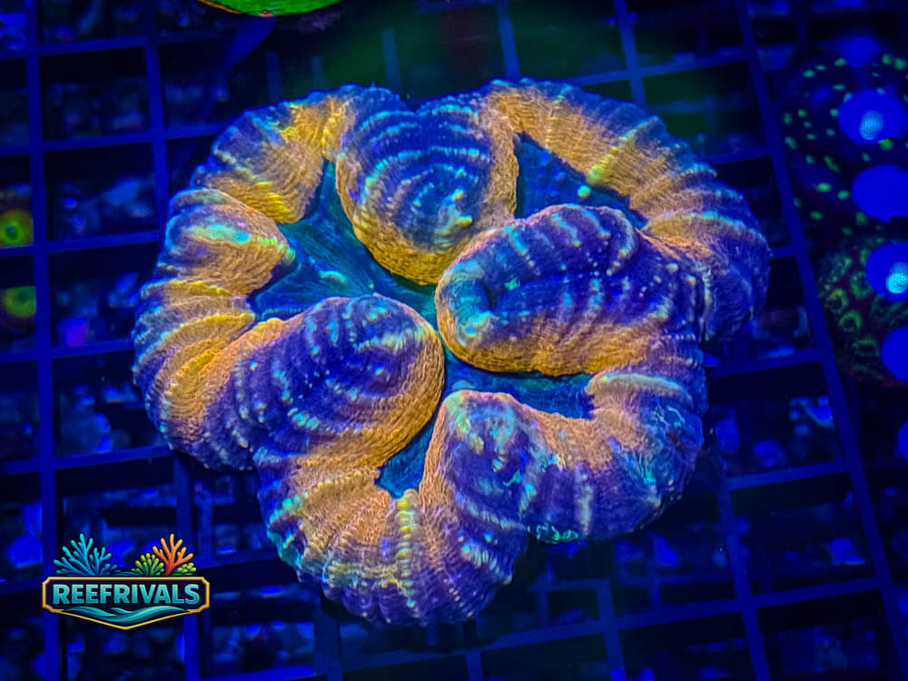 RVL Push Pop Trachy WYSIWYG coral image | ReefRivals RVL Push Pop Trachy coral image from ReefRivals, listed as Trachyphyllia sp. and LPS Fleshy