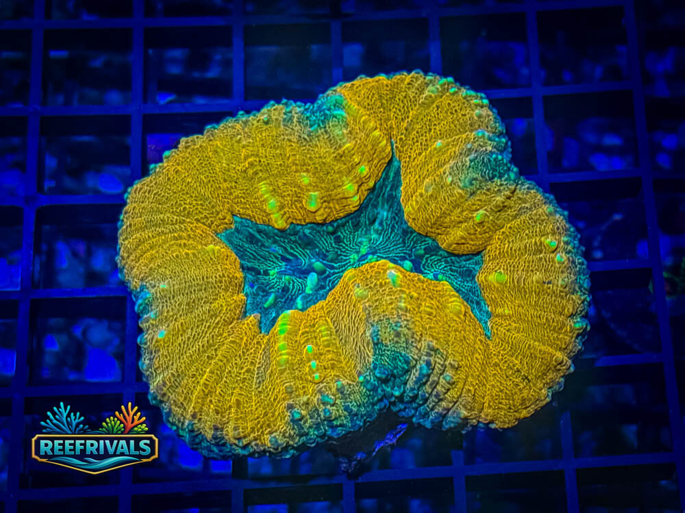 RVL Toxic Halo Lobo WYSIWYG coral image | ReefRivals RVL Toxic Halo Lobo coral image from ReefRivals, listed as Lobophyllia sp. and LPS Fleshy
