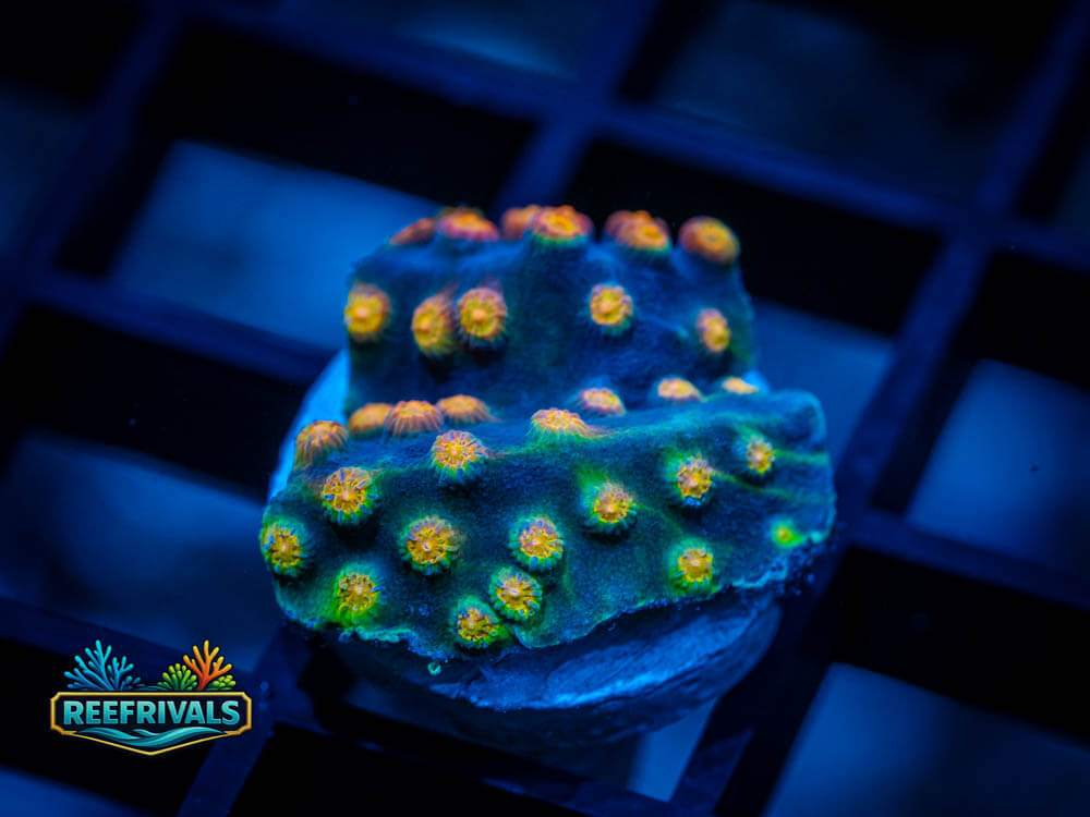 JF Rainbow Cyphastrea coral image from ReefRivals, listed as Cyphastrea sp. and Encrusting
