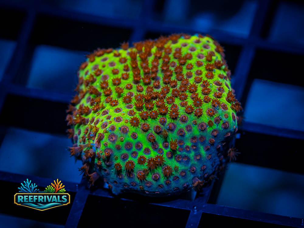 JF Burning Banana Stylo WYSIWYG coral image | ReefRivals JF Burning Banana Stylo coral image from ReefRivals, listed as Stylocoeniella sp. and LPS Fleshy