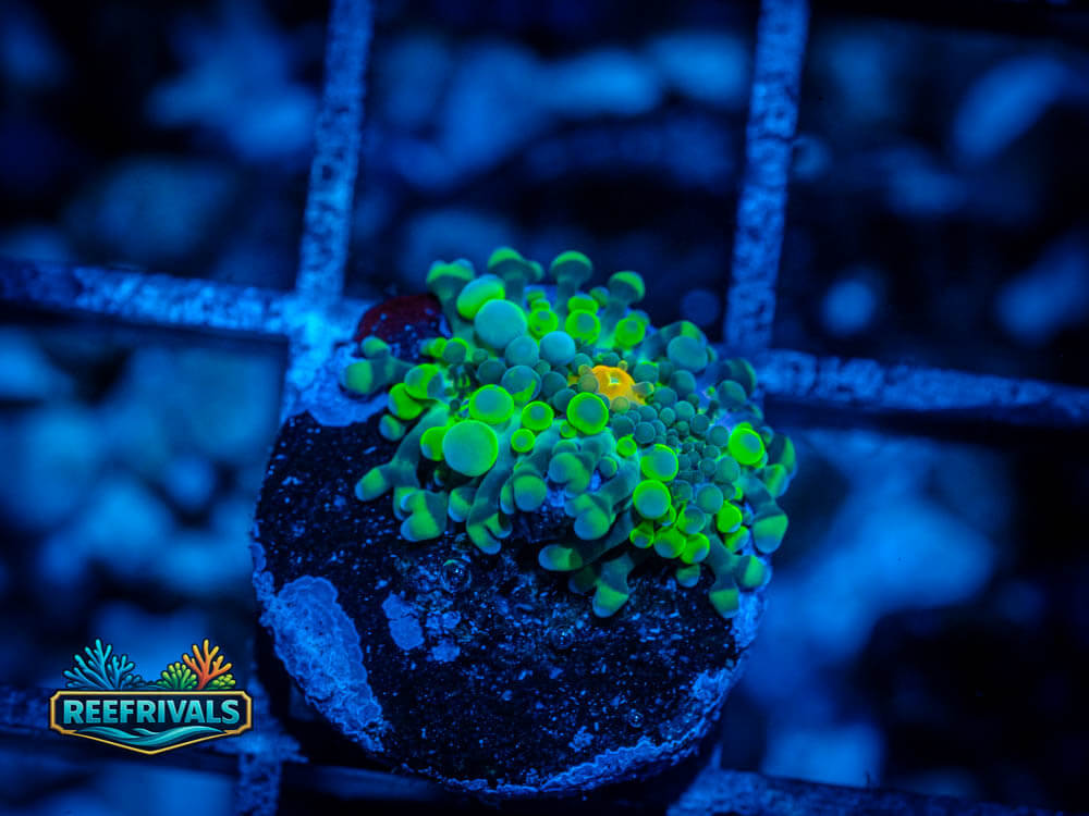 RVL Ninja Turtles Yuma WYSIWYG coral image | ReefRivals RVL Ninja Turtles Yuma coral image from ReefRivals, listed as Ricordea yuma and Mushrooms