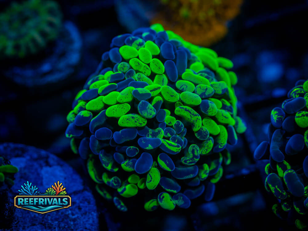 ECC Toxic Splatter Hammer coral image from ReefRivals, listed as Euphyllia ancora and Hammers