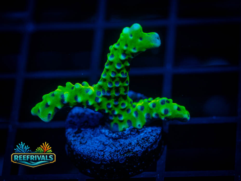 RVL Goldenrod Anacropora WYSIWYG coral image | ReefRivals RVL Goldenrod Anacropora coral image from ReefRivals, listed as Anacropora sp. and SPS Branching