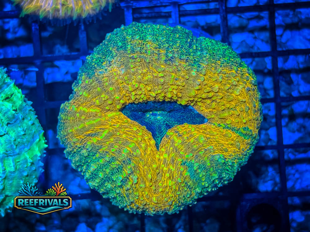 RVL Trick Shot Lobo WYSIWYG coral image | ReefRivals RVL Trick Shot Lobo coral image from ReefRivals, listed as Lobophyllia sp. and LPS Fleshy