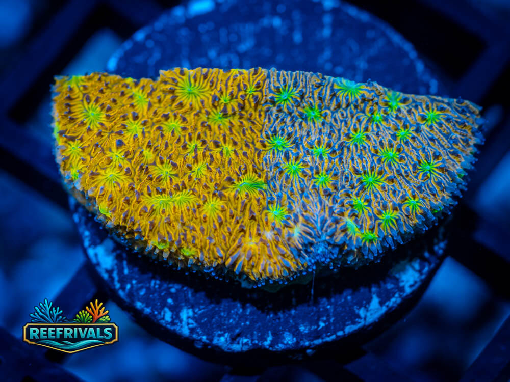 IJAM Split Decision Litho coral image from ReefRivals, listed as Lithophyllon sp. and Encrusting