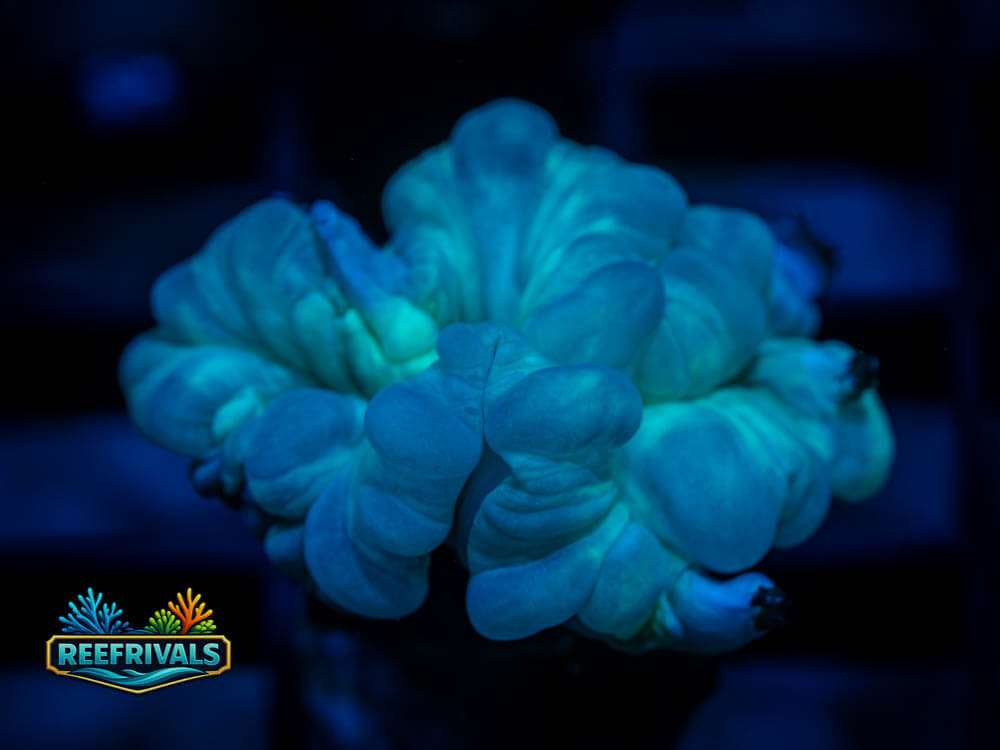 Fox Coral WYSIWYG image | ReefRivals Fox Coral coral image from ReefRivals, listed as Nemenzophyllia turbida and LPS Fleshy
