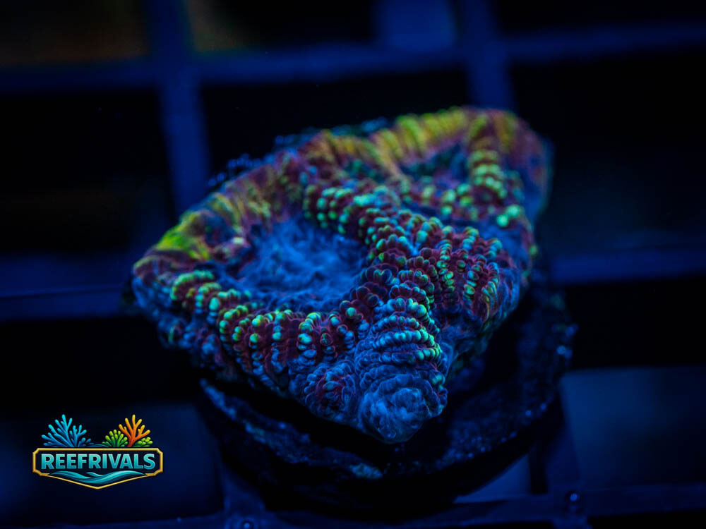 RVL Riptide Favia WYSIWYG coral image | ReefRivals RVL Riptide Favia coral image from ReefRivals, listed as Favia sp. and Favias