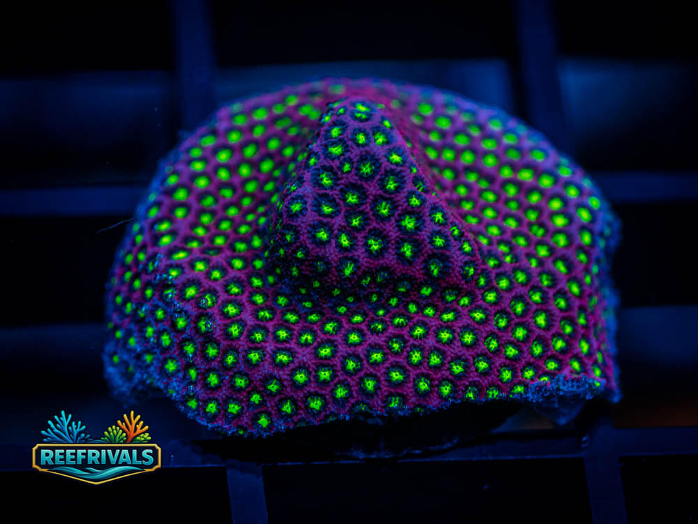 WWC Electric Daisy Stylo WYSIWYG coral image | ReefRivals WWC Electric Daisy Stylo coral image from ReefRivals, listed as Stylocoeniella sp. and Encrusting