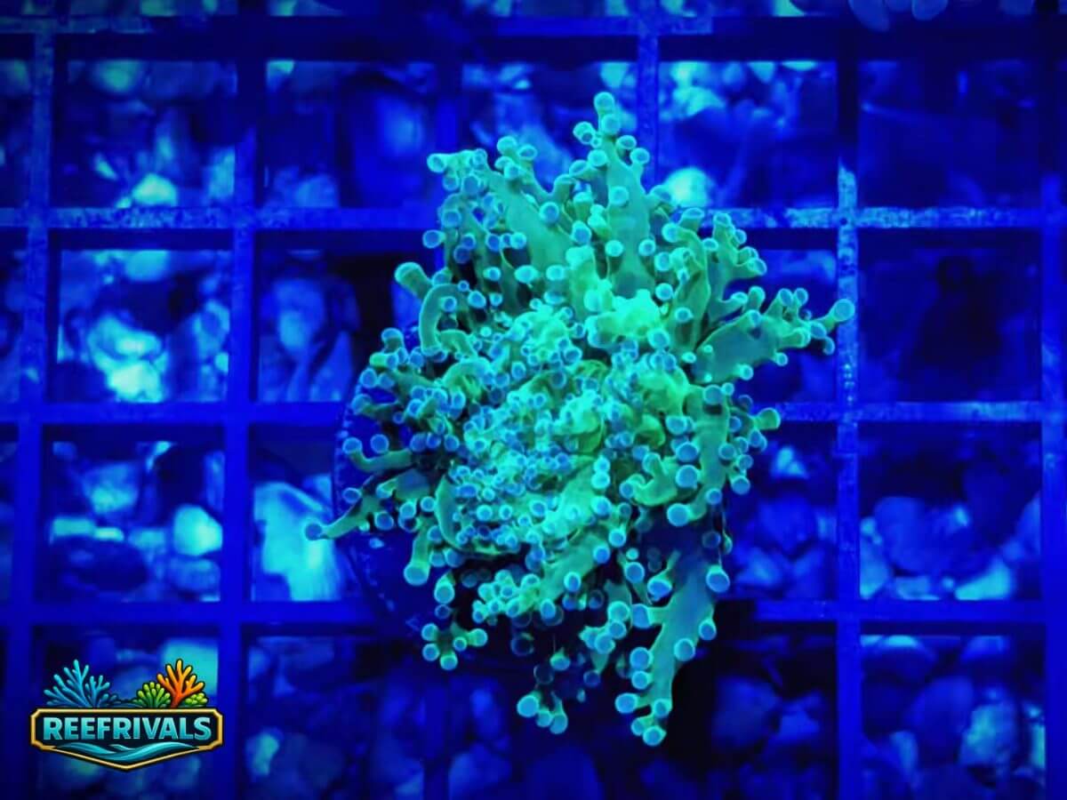 RVL Bi-Color Frogspawn WYSIWYG coral image | ReefRivals RVL Bi-Color Frogspawn coral image from ReefRivals, listed as Euphyllia divisa and Frogspawn