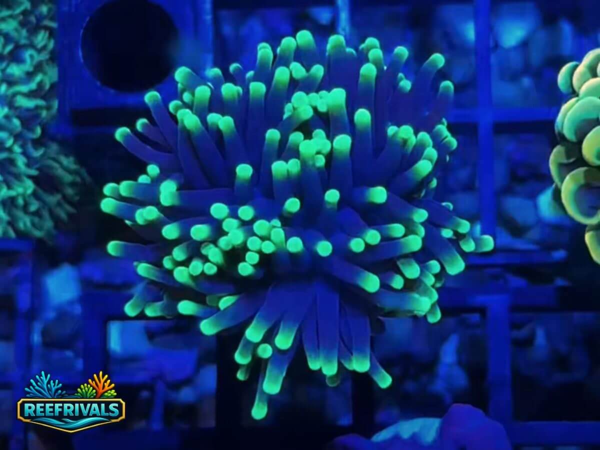 WWC Black Light Torch WYSIWYG coral image | ReefRivals WWC Black Light Torch coral image from ReefRivals, listed as Euphyllia glabrescens and Torches