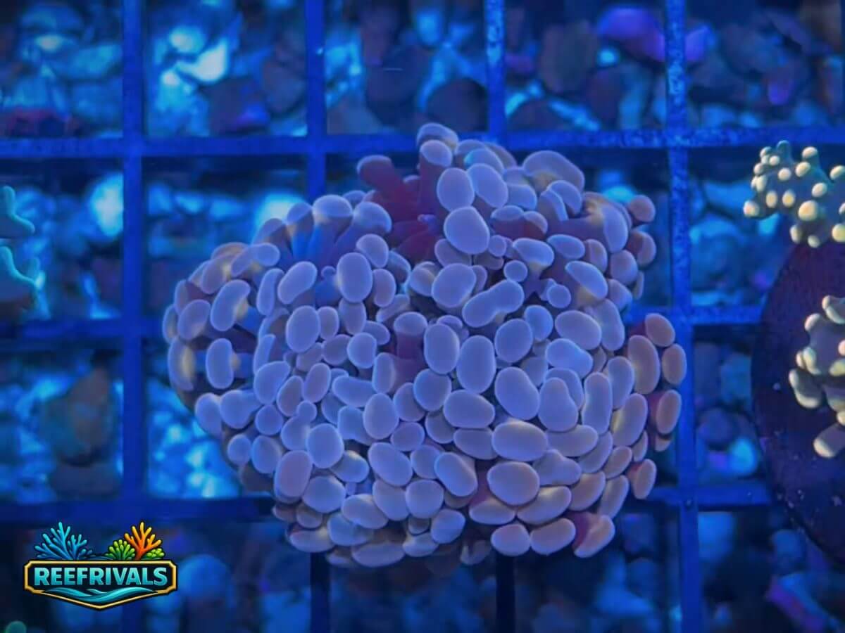 RVL Orange Tipped Hammer WYSIWYG coral image | ReefRivals RVL Orange Tipped Hammer coral image from ReefRivals, listed as Eiphyllia Ancora sp. and Hammers