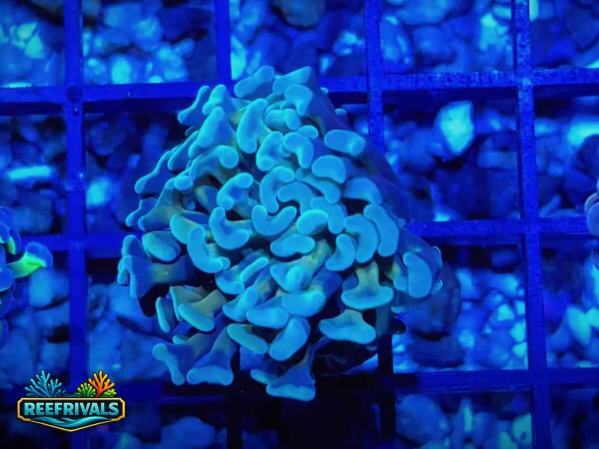 WWC Hurricane Hammer WYSIWYG coral image | ReefRivals WWC Hurricane Hammer coral image from ReefRivals, listed as Euphyllia Ancora and Hammers