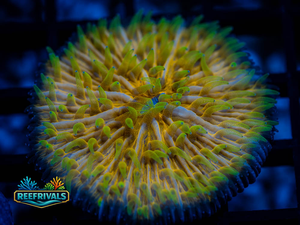 RVL Electric Pickle Fungia WYSIWYG coral image | ReefRivals RVL Electric Pickle Fungia coral image from ReefRivals, listed as Fungia sp. and LPS Fleshy