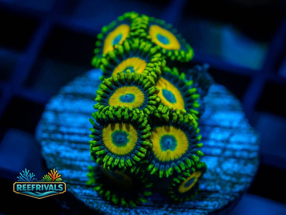 ECC Scrambled Eggs Zoa WYSIWYG coral image | ReefRivals ECC Scrambled Eggs Zoa coral image from ReefRivals, listed as Zoanthus sp. and Zoas