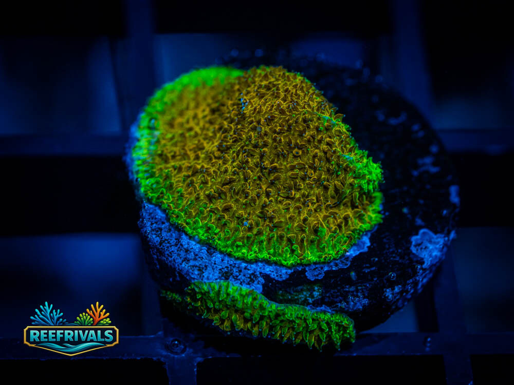 WWC Grasshopper Psammacora WYSIWYG coral image | ReefRivals WWC Grasshopper Psammacora coral image from ReefRivals, listed as Psammacora sp. and LPS Fleshy