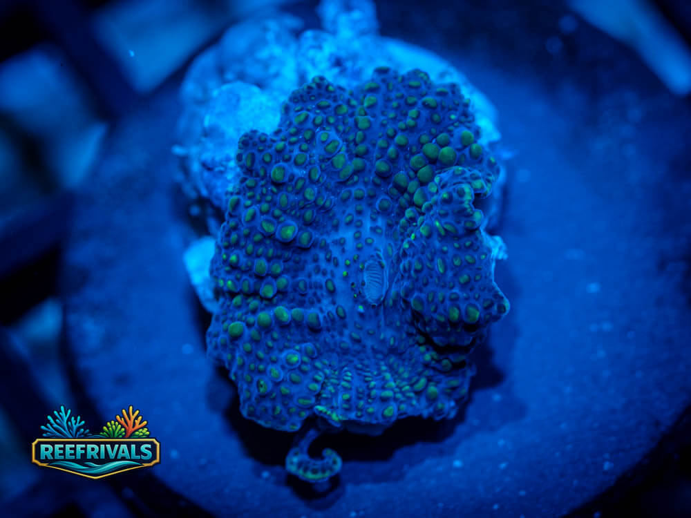 RVL Black Death Disco WYSIWYG coral image | ReefRivals RVL Black Death Disco coral image from ReefRivals, listed as Discoma sp. and Soft Coral