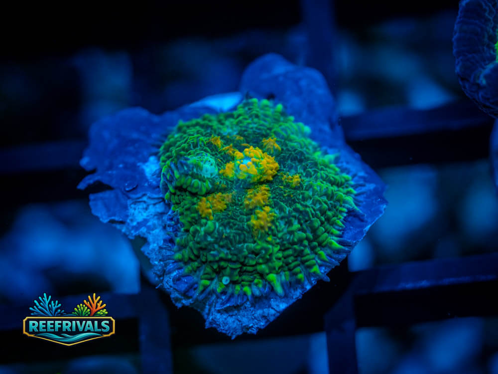 WWC Orange Grove Rhodactis WYSIWYG coral image | ReefRivals WWC Orange Grove Rhodactis coral image from ReefRivals, listed as Rhodactis sp. and Mushrooms