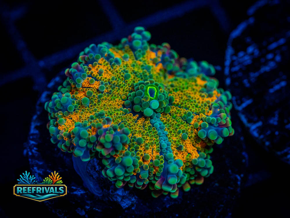 RVL Rainbow Ricordea WYSIWYG coral image | ReefRivals RVL Rainbow Ricordea coral image from ReefRivals, listed as Ricordea sp. and Mushrooms
