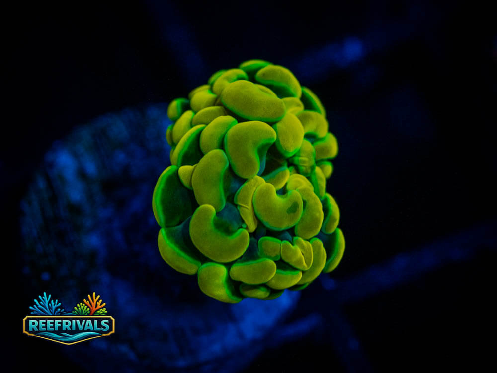 ECC Lemon Drop Hammer coral image from ReefRivals, listed as Euphyllia ancora and Soft Coral