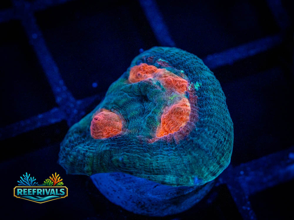 RVL Pumpkin Head Favia WYSIWYG coral image | ReefRivals RVL Pumpkin Head Favia coral image from ReefRivals, listed as Favia sp. and Soft Coral