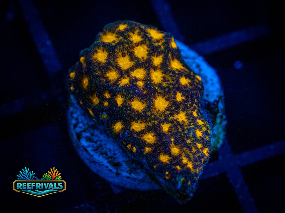 JF Outer Space Psammocora coral image from ReefRivals, listed as Psammocora sp. and Soft Coral