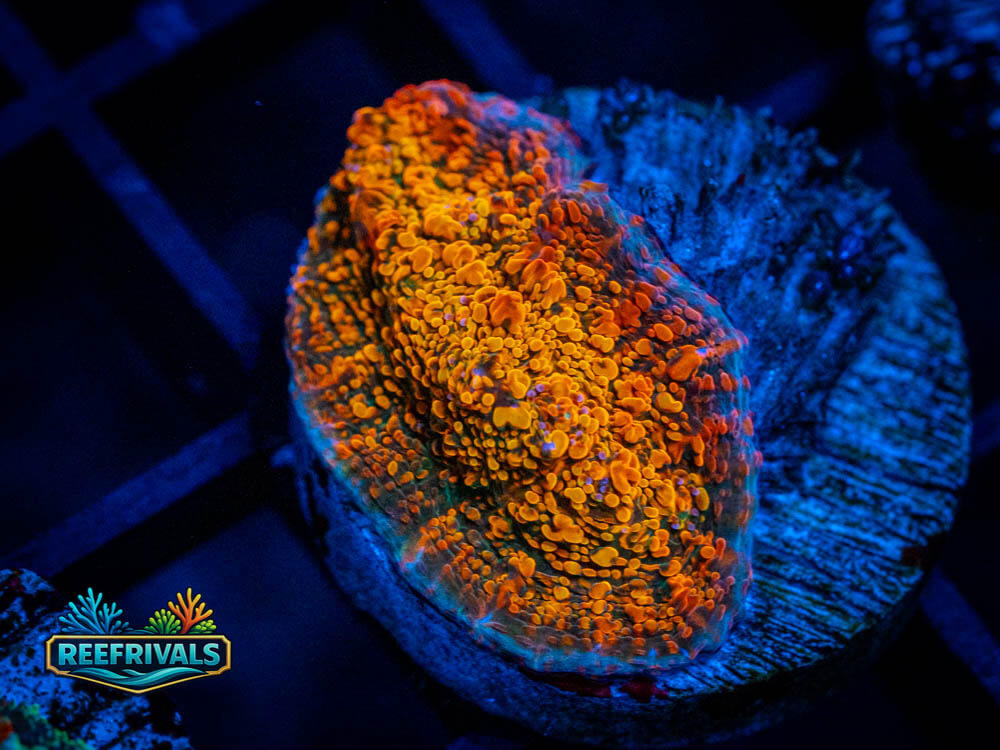 WWC Stellaria Chalice coral image from ReefRivals, listed as Echinophyllia sp. and Soft Coral